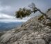 a lone tree on top of a rocky mountain